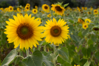 Slimme en beweeglijke planten